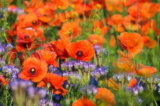 Poppies,field in spring with red poppies in bloom