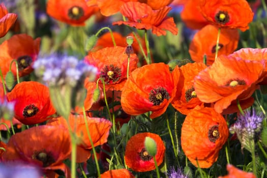 Poppies,field in spring with red poppies in bloom