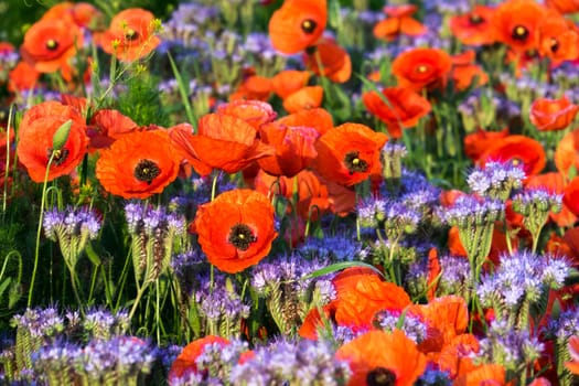 Poppies,field in spring with red poppies in bloom