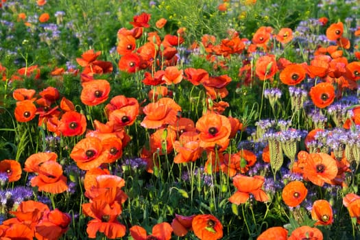 Poppies,field in spring with red poppies in bloom