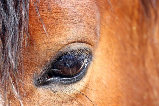 Close-up of a horse's eye
