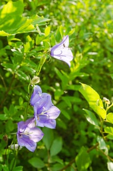 Flowering bellflower, close-up
