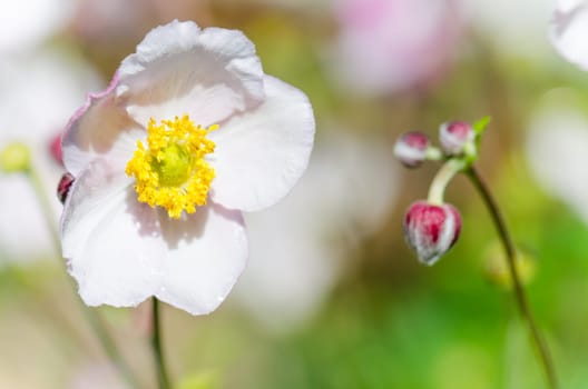 Pale pink flower Japanese anemone, close-up. Note: Shallow depth of field