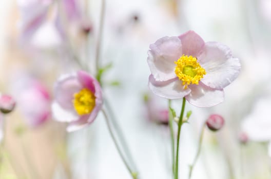 Pale pink flower Japanese anemone, close-up. Note: Shallow depth of field