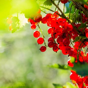 Ripe red currant berries in the sun, close-up