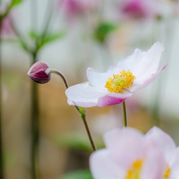 Pale pink flower Japanese anemone, close-up