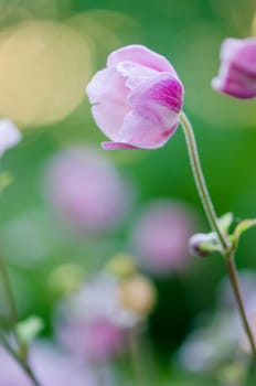 Pale pink flower Japanese anemone, close-up