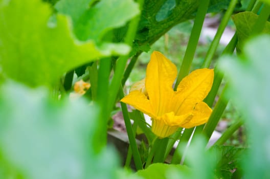 pumpkin flower
