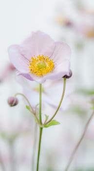 Pale pink flower Japanese anemone, close-up