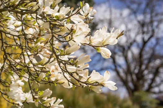 Magnolia flowers in full bloom in spring on the trees branches