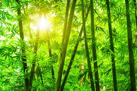 Asian bamboo forest with morning sunlight.