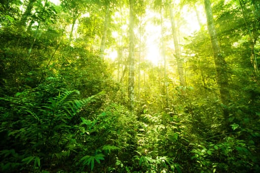 Incredible tropical jungle view with sun flare in morning.