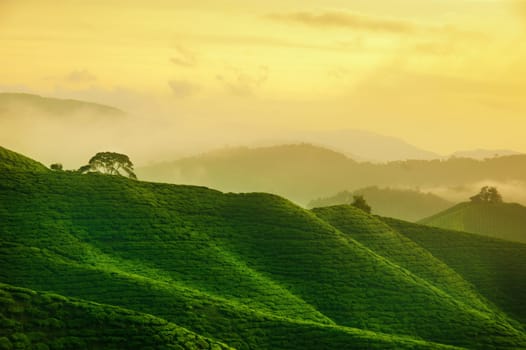 Tea farm in sunrise with golden sky at Cameron Highlands, Malaysia