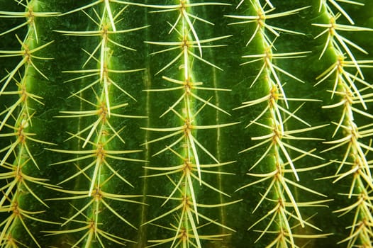 Close up cactus thorns background.