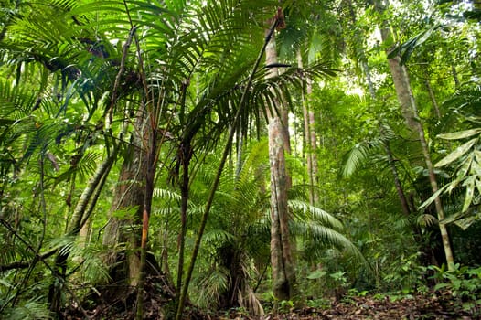 Tropical green forest landscape, Taman Negara, Malaysia.