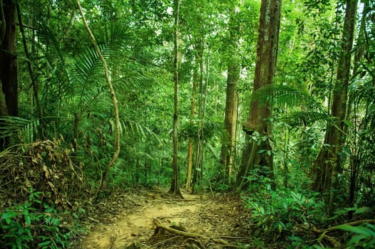 Tropical green forest landscape, National Park, Malaysia.