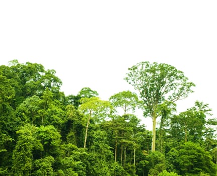 Tropical green forest landscape, isolated, National Park, Malaysia.