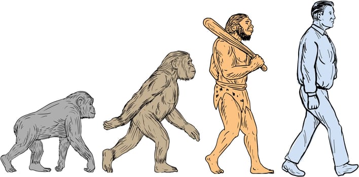 Drawing sketch style illustration showing human evolution from primate ape, homo habilis, homo erectus to modern day human homo sapien walking viewed from the side set on isolated white background.