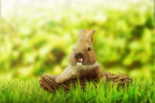 Fluffy foxy rabbit on basket in the green meadow field