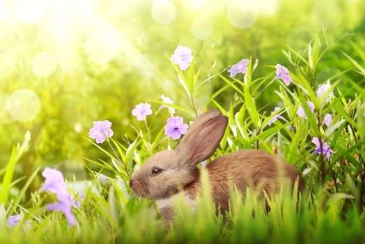 Easter bunny hiding under violet flower in green grass