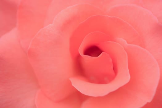 Close-up photo about a light red rose.