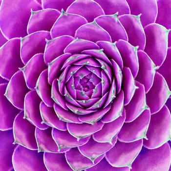 Macro photo of purple pink flower.
