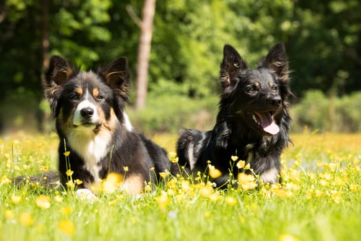Two dogs, Border Collie, lying in the grass with yellow flowers