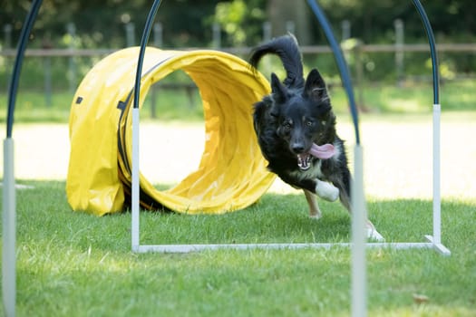 Dog, Border Collie, running agility hooper training