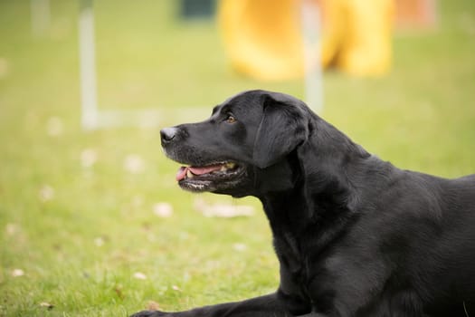 Dog, black Labrador Retriever, lying down
