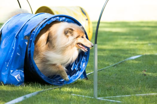 Dog, Scottish Collie, running through agility tunnel, hoopers