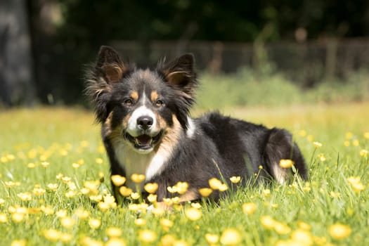 Dog, Border Collie, lying in grass, yellow flowers