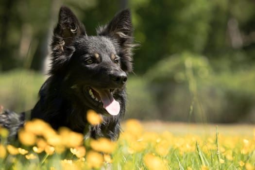 Dog, Border Collie, headshot yellow flowers