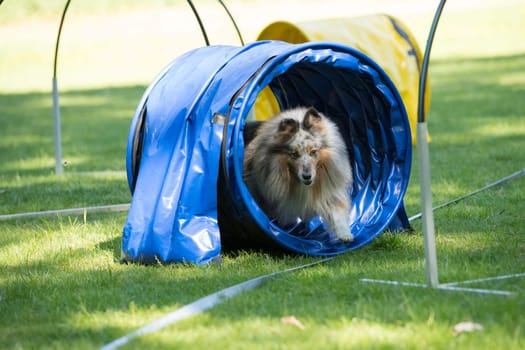 Dog, Shetland Sheepdog, running through agility tunnel, hooper training