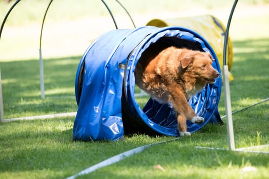 Dog, Nova Scotia duck tolling retriever, running through agility tunnel, hooper training