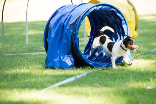 Dog, Jack Russel Terrier, running through agility tunnel, hooper training