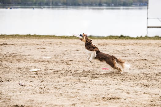 Dog, Border Collie, catching a disk