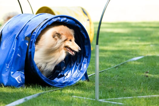 Dog, Scottish Collie, running through agility tunnel, hoopers