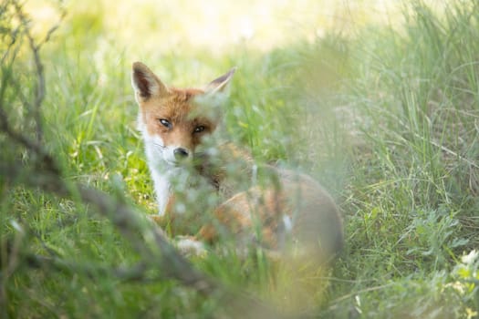 Red fox, looking behind through grass in camera