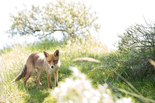 Red fox, standing and looking in camera