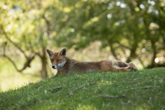 Red Fox, lying stretched in grass, looking in camera
