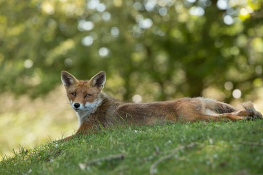 Red fox, lying stretched in grass and looking in camera