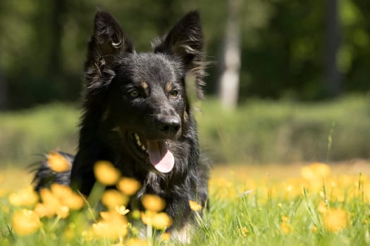 Dog, Border Collie, headshot, yellow flowers