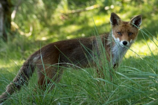 Red Fox standing in grass