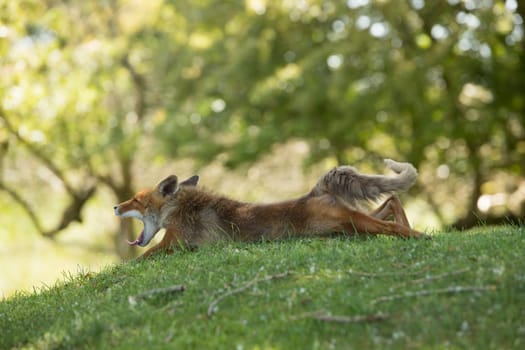 Red fox, lying stretched in grass and yawning