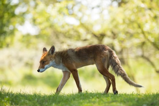Red fox walking in grass