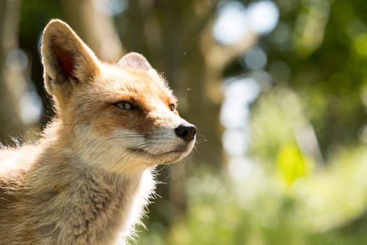 Close-up of a Red fox, head