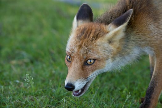 Close-up of a red fox