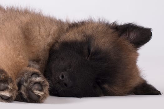 Dog, puppy Belgian Shepherd Tervuren, sleeping, close-up head