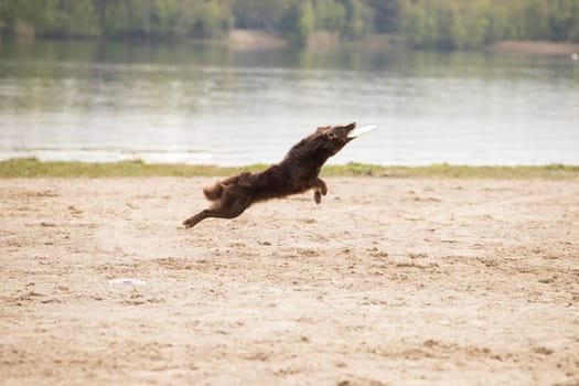 Dog, Australian Shepherd, catching disk, sand surface