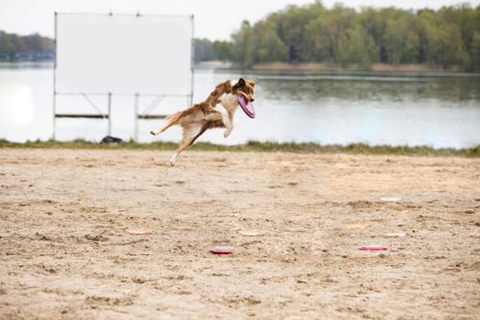 Dog, Border Collie, catching a disk.